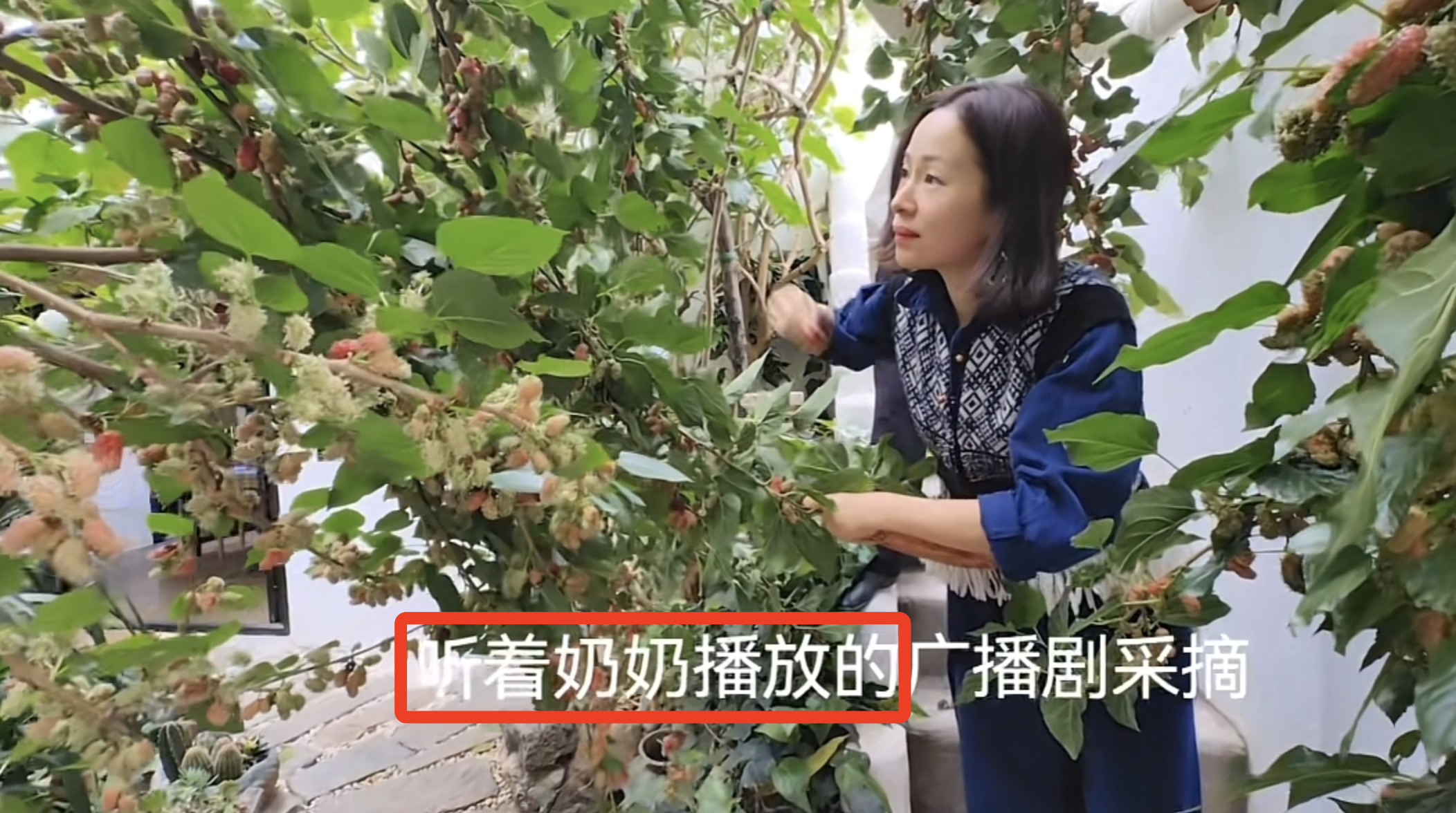 江一燕|江一燕定居农村，携婆婆女儿在院子摘桑葚，住双层瓦片房超接地气