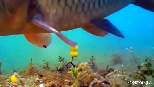 鲤鱼|反底钓鲤鱼好用吗?掌握反底钓适应鱼情及使用技巧,才能创造惊喜