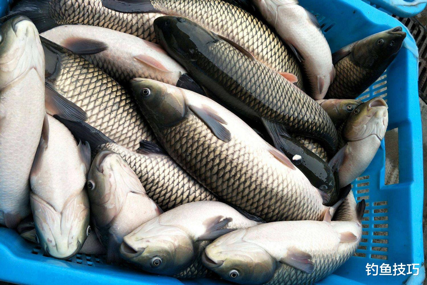 饵料|春天钓草鱼用什么鱼饵?春天钓草鱼的四个用饵方法