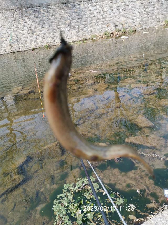 饵料|【钓鱼之家虾粉】放开70天第一钓，虾粉助我过足了瘾！