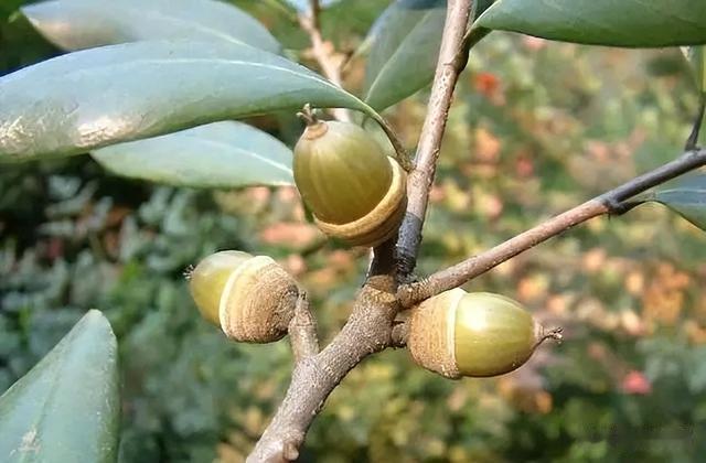 闺蜜|曾经是人们的主食,一棵结果数百斤,如今为何掉一地没人要?