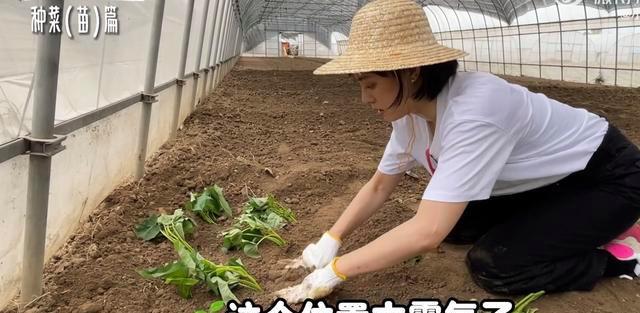 孙俪|孙俪承包大棚种菜，从明星变身农民，狠干苦力活卖力种菜