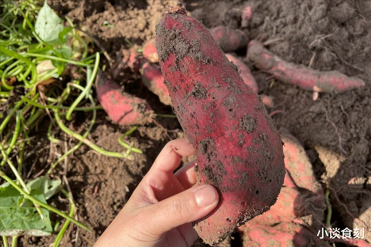 红薯|挑选红薯时，先甭管大小，牢记“3不买”，商贩：从不给家人吃