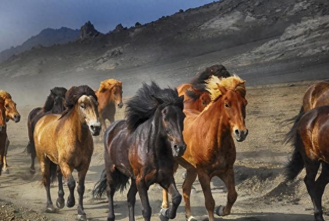 马肉|全球每年宰杀约470万匹马,为何国人却很少吃马?马肉不好吃吗?