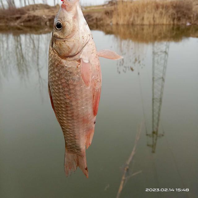 夜钓|打窝不费粮,分享一招试试看。