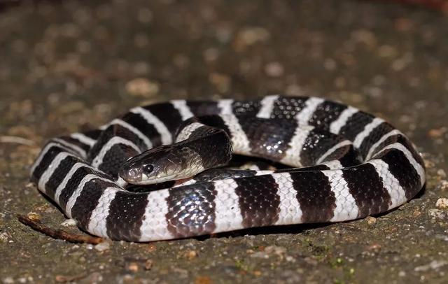 饵料|被称为“五毒”的蛇类，夏天夜钓不可掉以轻心，被咬重者全村开席