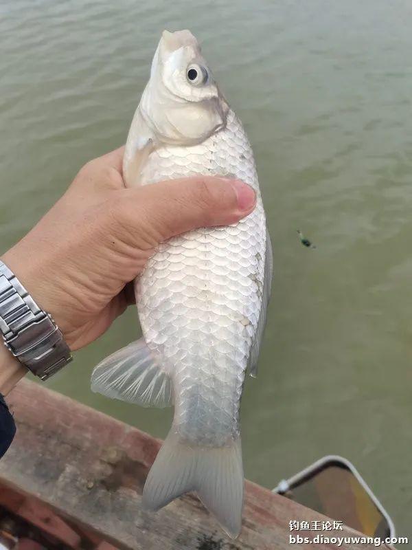 魁拔|再试魁拔极，意外擒鳜鱼