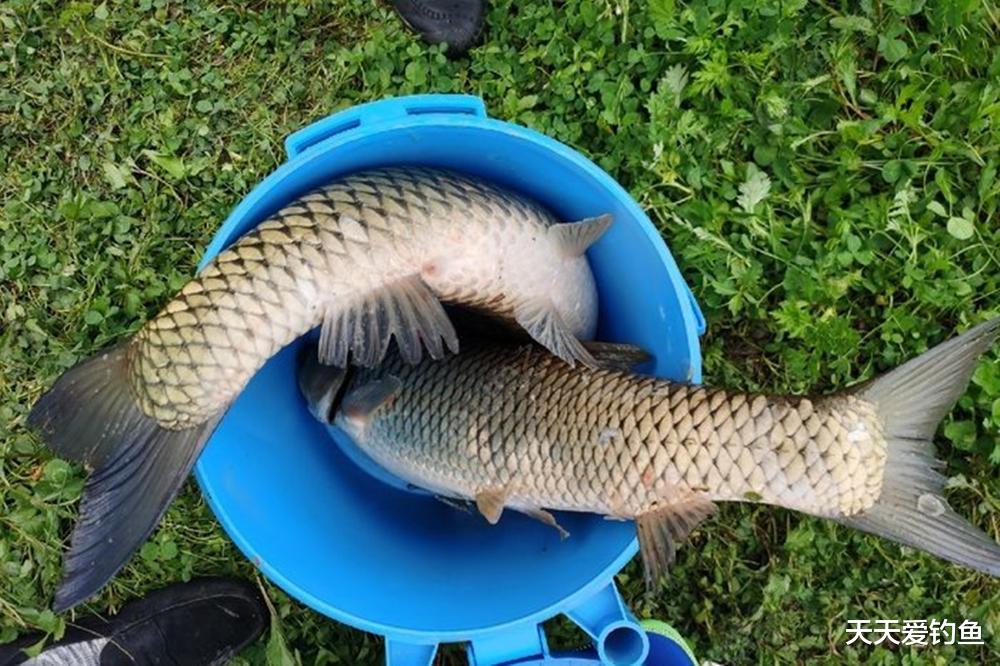 |野钓草鱼“3步法”，用好这些招数，大小草鱼一网打尽
