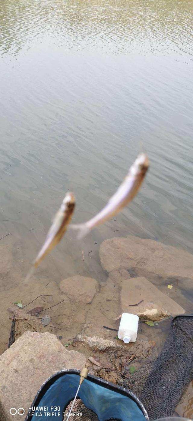 饵料|当隔夜窝遇上通杀腥,喜迎冬日小爆护