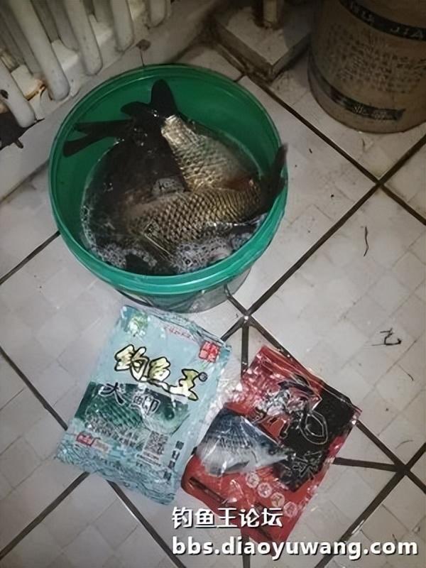 五龙河畔钓休闲,鲫鲤鲢鳙出水面