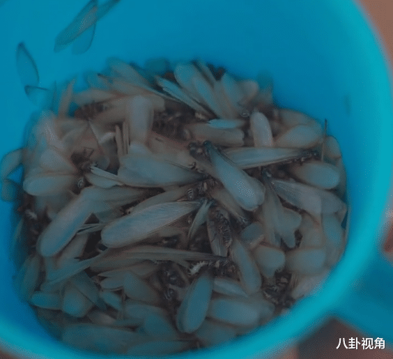 Rose给非洲娘家搭灶台，老公当众黑脸嫌搬砖太重，生吃虫子引争议