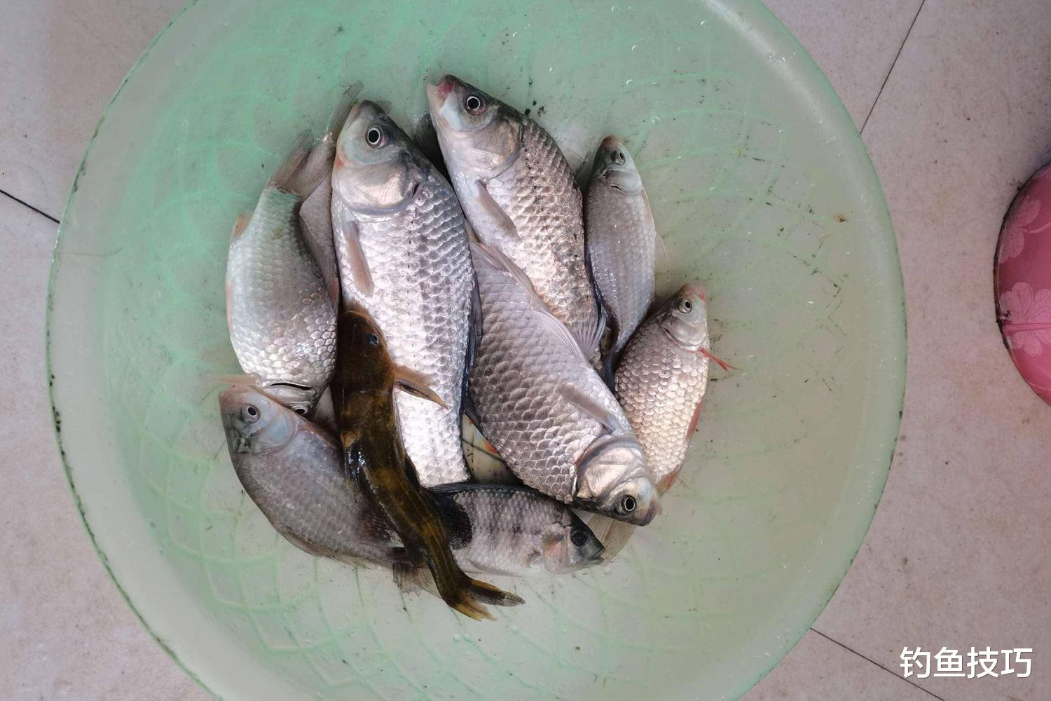 冬季钓鱼的三个窗口期，鱼口明显好一些