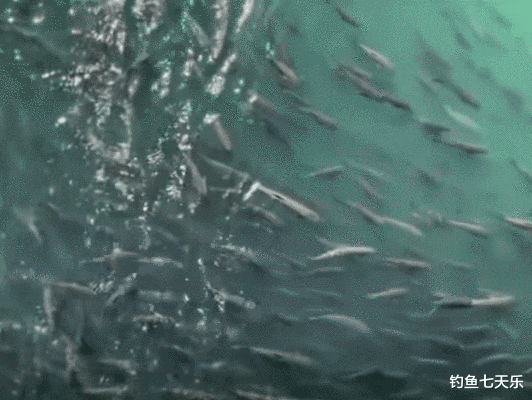 长江禁渔后鱤鱼数量大增，专家坐不住了：呼吁推行泥鳅钓鱼