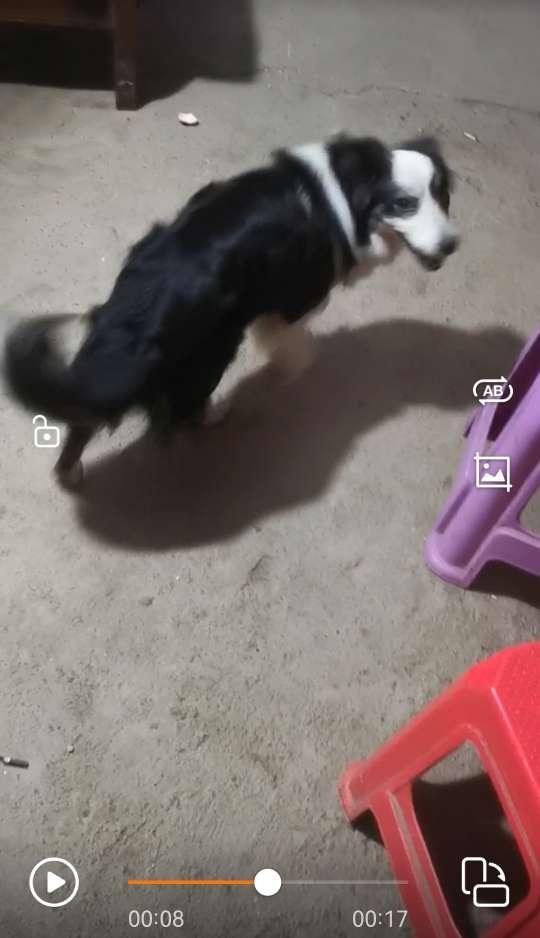 饵料|鱼口轻的情况下,应该如何应对?望各位大师不吝赐教