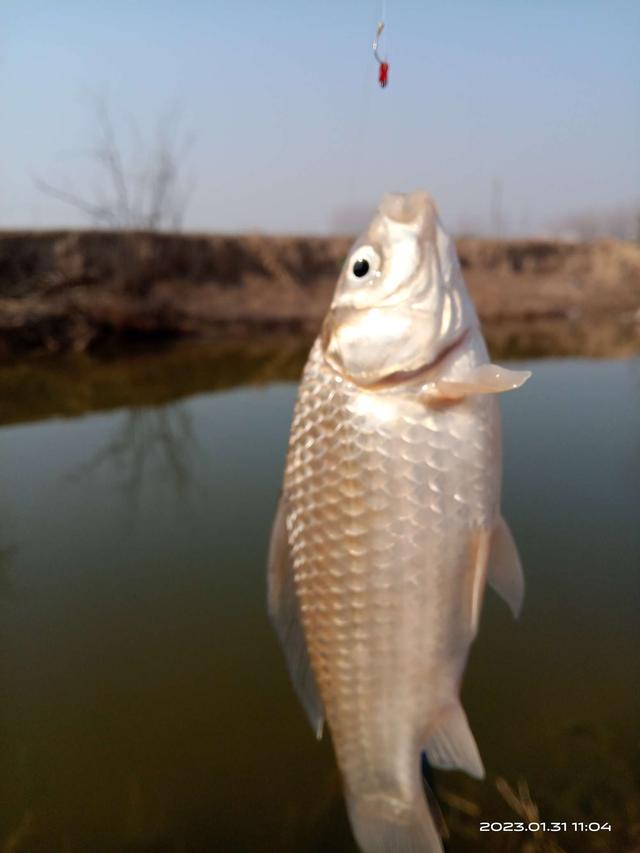 鲫鱼|冬尾冰融探鱼口，个头整壮值得守。