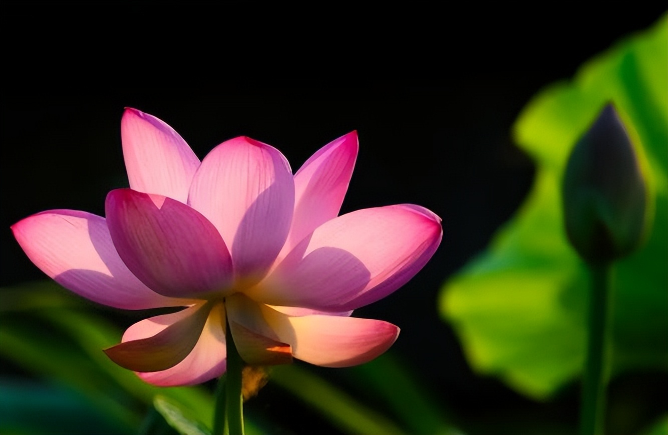 劝退休老人:用上班的心态去养老