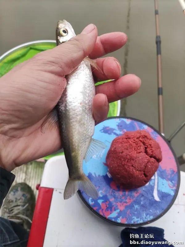 鲤鱼|断崖式降温,巧搭饵料擒斤鲫