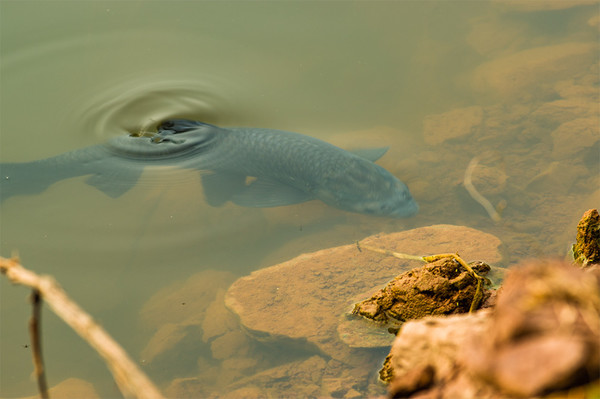 白蚁|夏季钓鱼必知:巧用腥味饵料,让你的钓鱼技能更上一层楼!