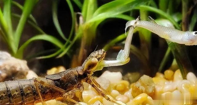 蚊子|1年吃掉3000只蚊子,8年才能长大,如今做成美食供不应求?