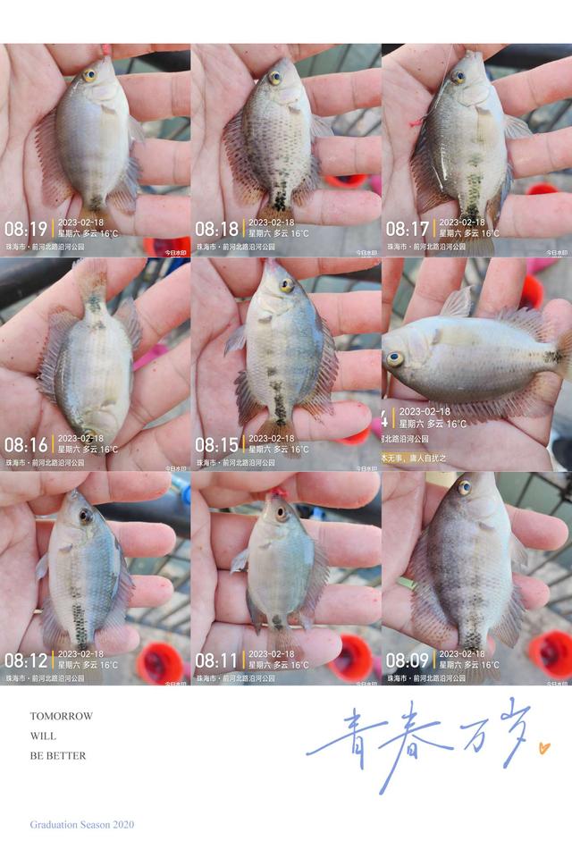 饵料|天暖花开鱼儿悦,细线小钩鱼抽不断