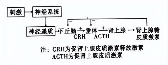 运动 减肥减不下来，真跟皮质醇有这么大关系吗？