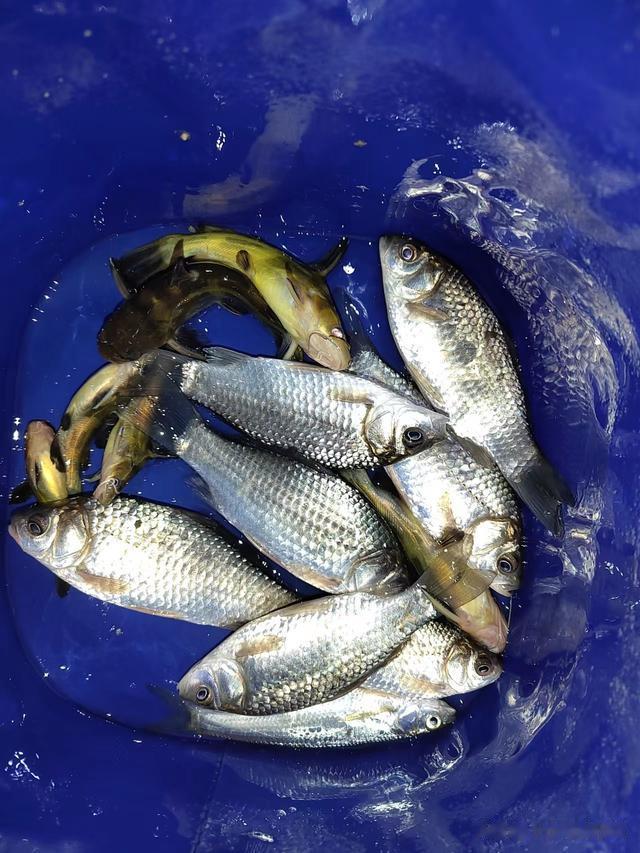 鲫鱼|钓鱼日记——2023年3月4日(巩华城夜钓)