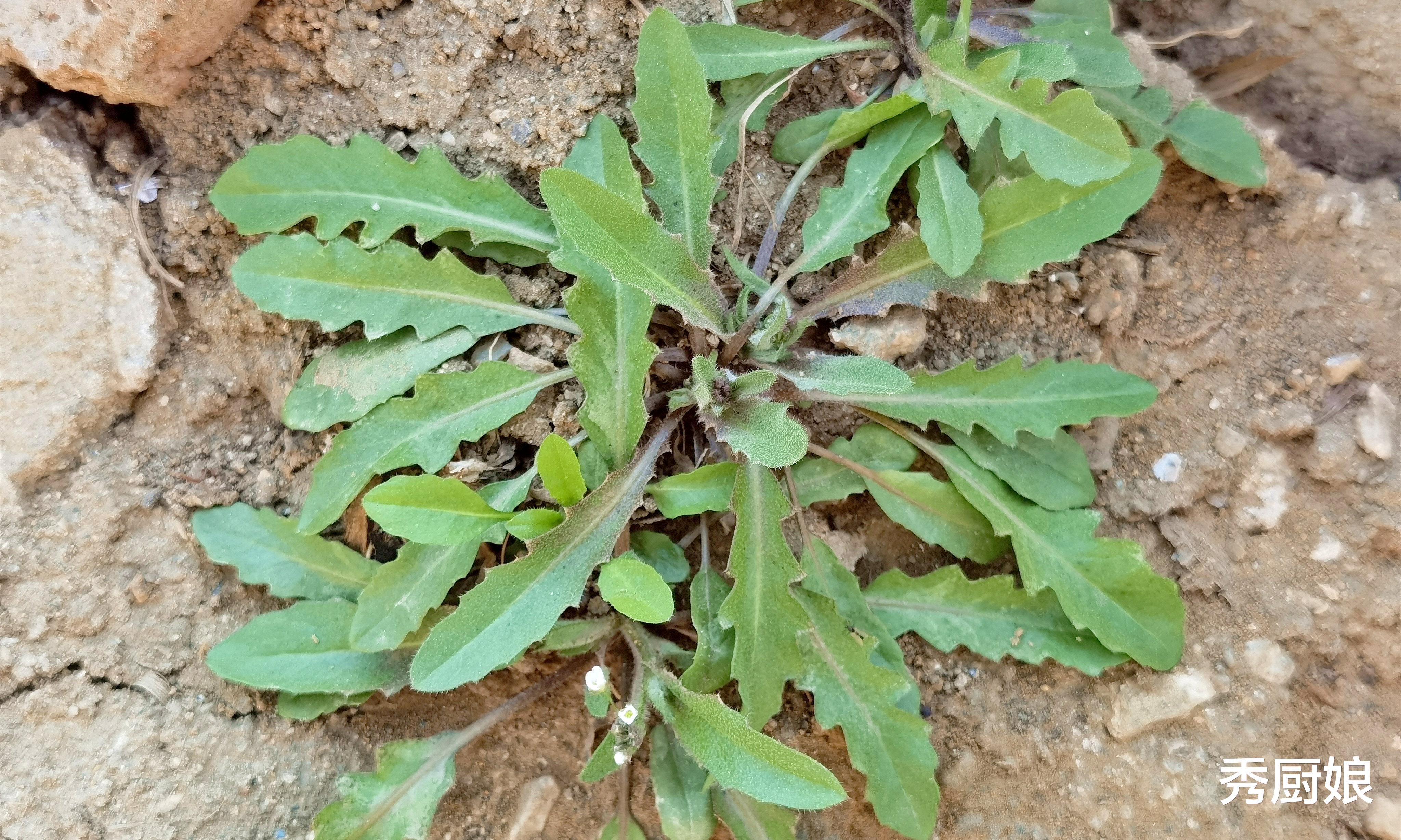 钙是大豆的2倍，鸡肉的7倍，中老年人多吃这3菜，腿脚硬朗又有劲