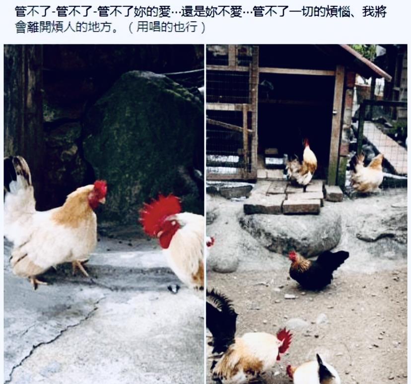 张梓琳|大S妈妈暴脾气又上来了，连甩4个“管不了”，心灰意冷想要退出战局