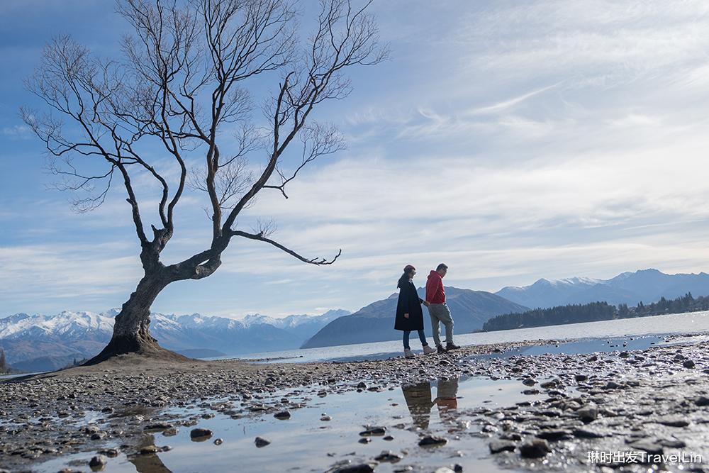 柳树|新西兰代表景点——瓦纳卡“寂寞柳树”
