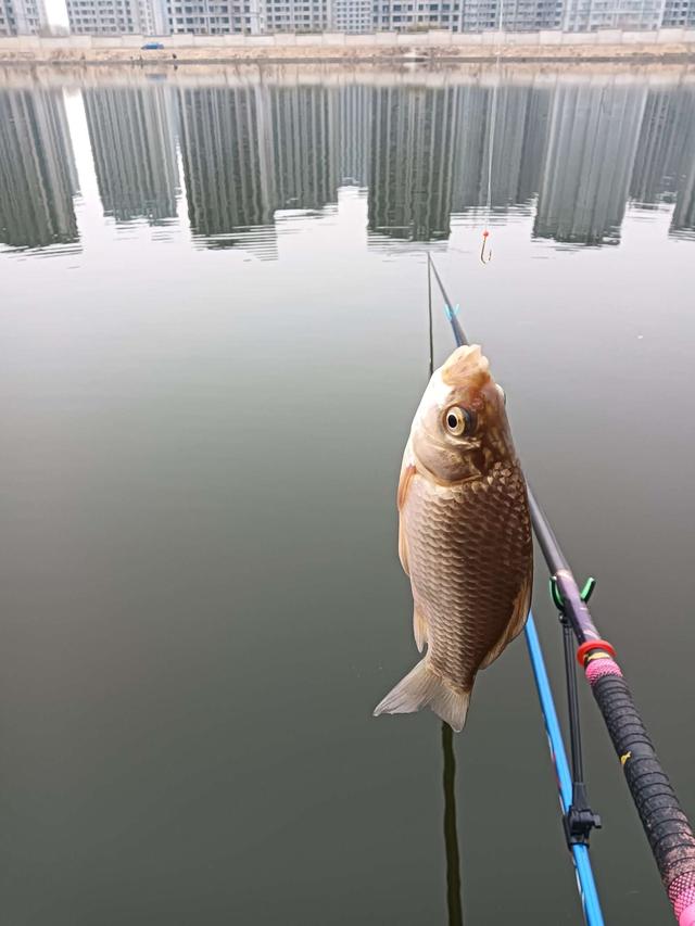 饵料|2023第一钓，面食配红虫，上鱼不再愁