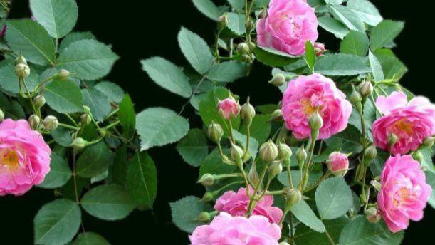 头脑聪明，最容易走向成功的三大星座