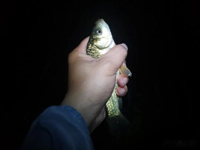 相机|夜光漂太“笨”，怎么调才灵敏？把时间花在调漂上就已输了一半