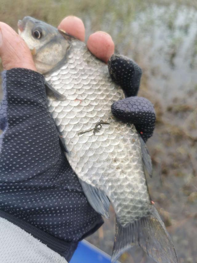 灵敏度|冬季传统钓打窝之后你要做的几件事。