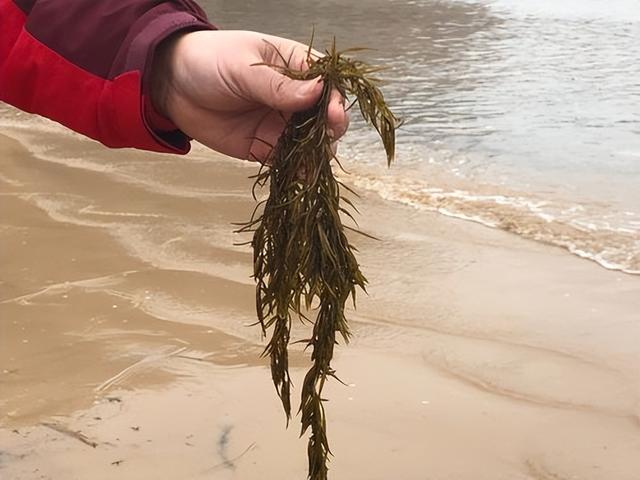 红薯|我国瞧不上的“野菜”,却被日本大量进口,还称其为“长寿菜”?