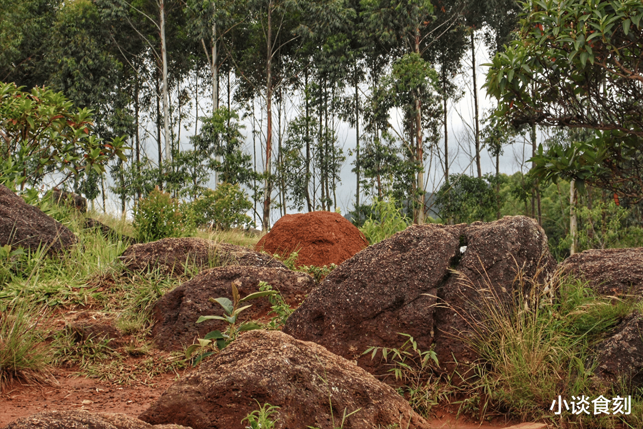 土豆|“雷打九月头，坟堆遍地留”，啥意思？今日九月初一，有啥预兆？