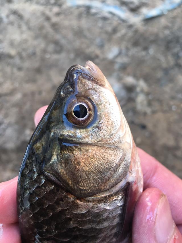 |【钓鱼之家虾粉】癸卯年首钓,虾粉给力,开钓大吉大利
