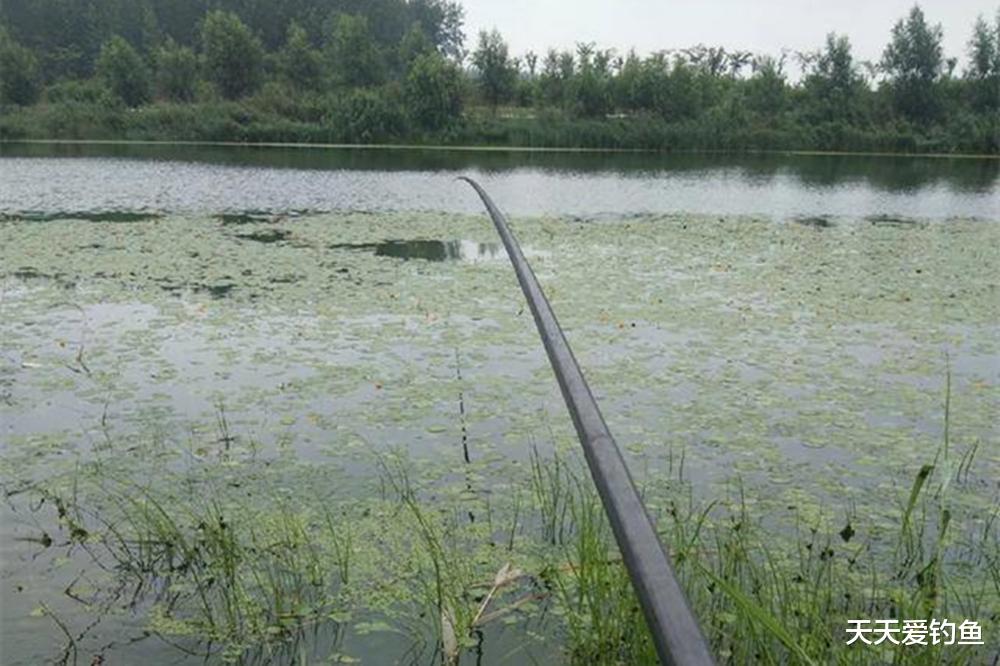 7分钓位,3分钓技!4种常见鱼类,4个经典钓位