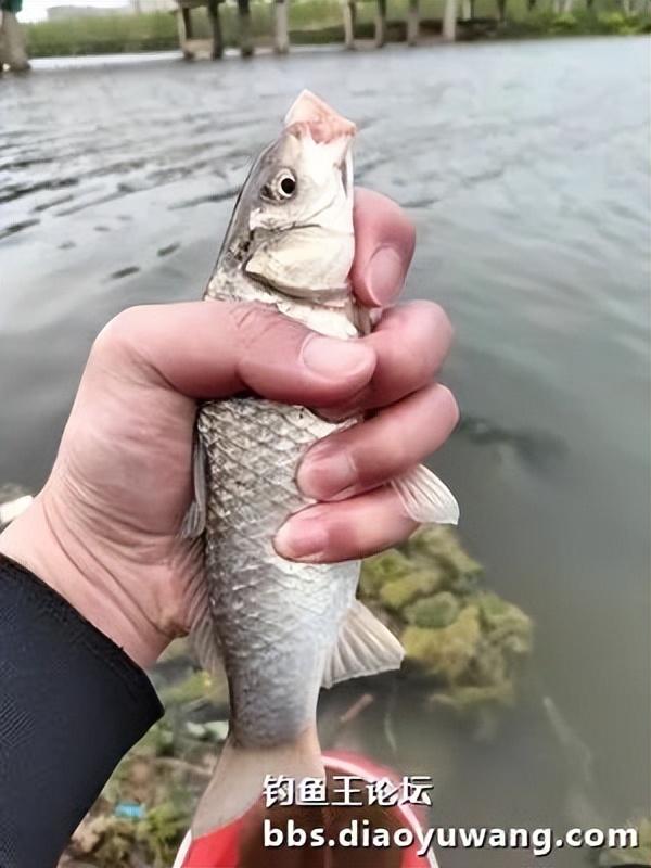 玉米|古徐桥下钓鲫忙