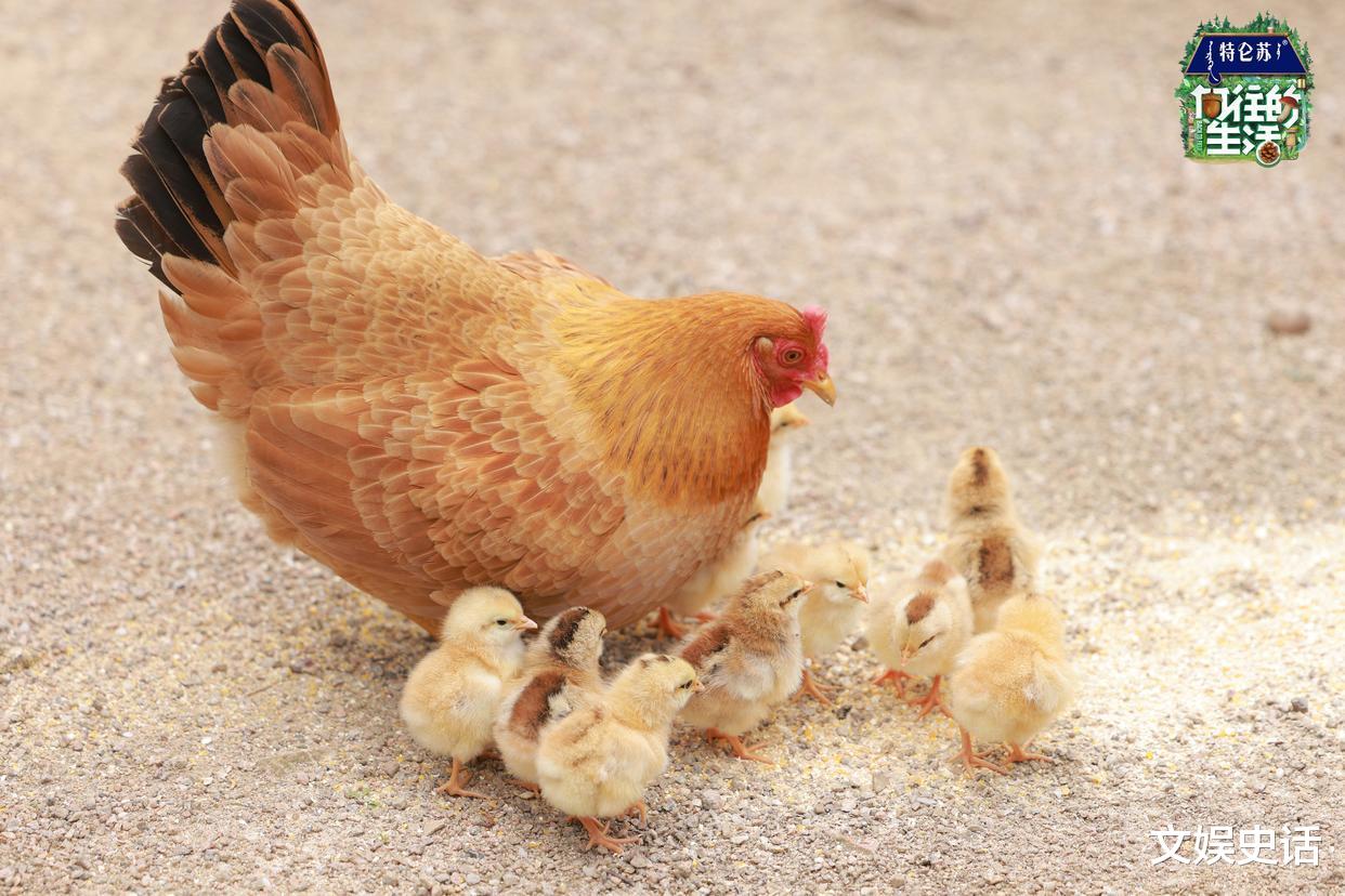 谢娜|谢娜、何炅再聚首，看如何演绎向往的生活