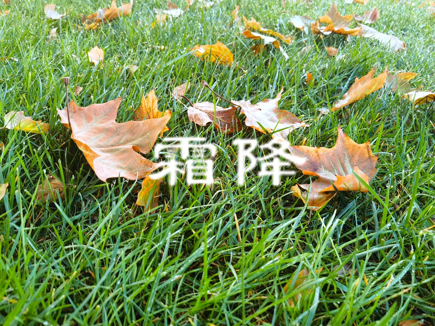 霜降|10月24日霜降，记得多吃“3样，忌2样”，应季而食准备入冬