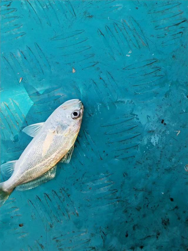 大亚湾|2023首钓,大亚湾难觅花滑