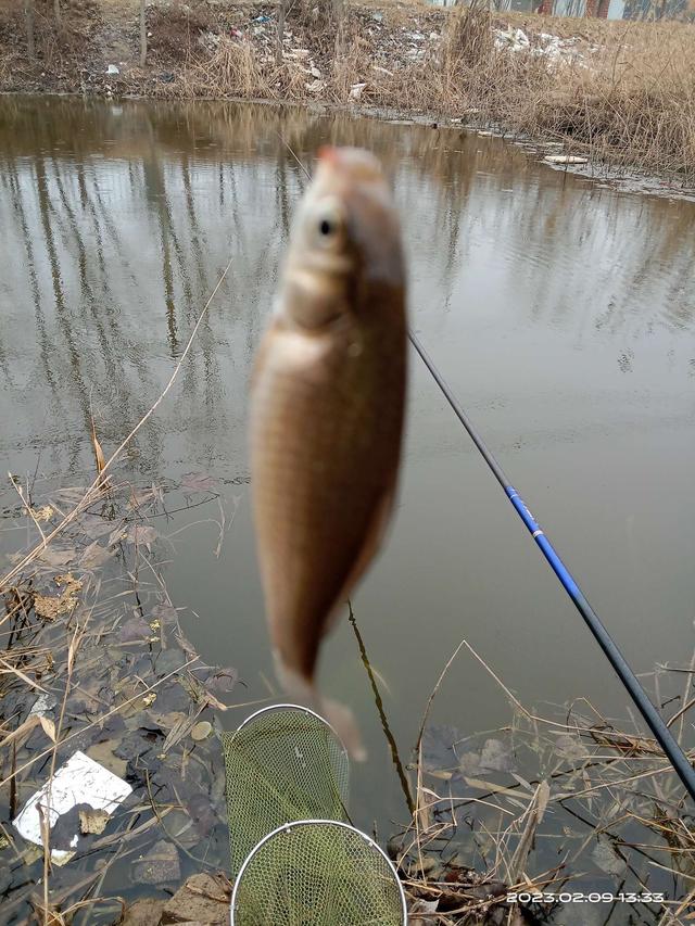 饵料|早春鱼囗啥规律？他处大板我奶鲫。