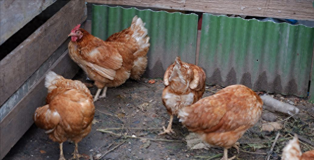 鸡爪|市场上这么多鸡爪都是从哪里来的,吃起来安全吗?看完终于明白了