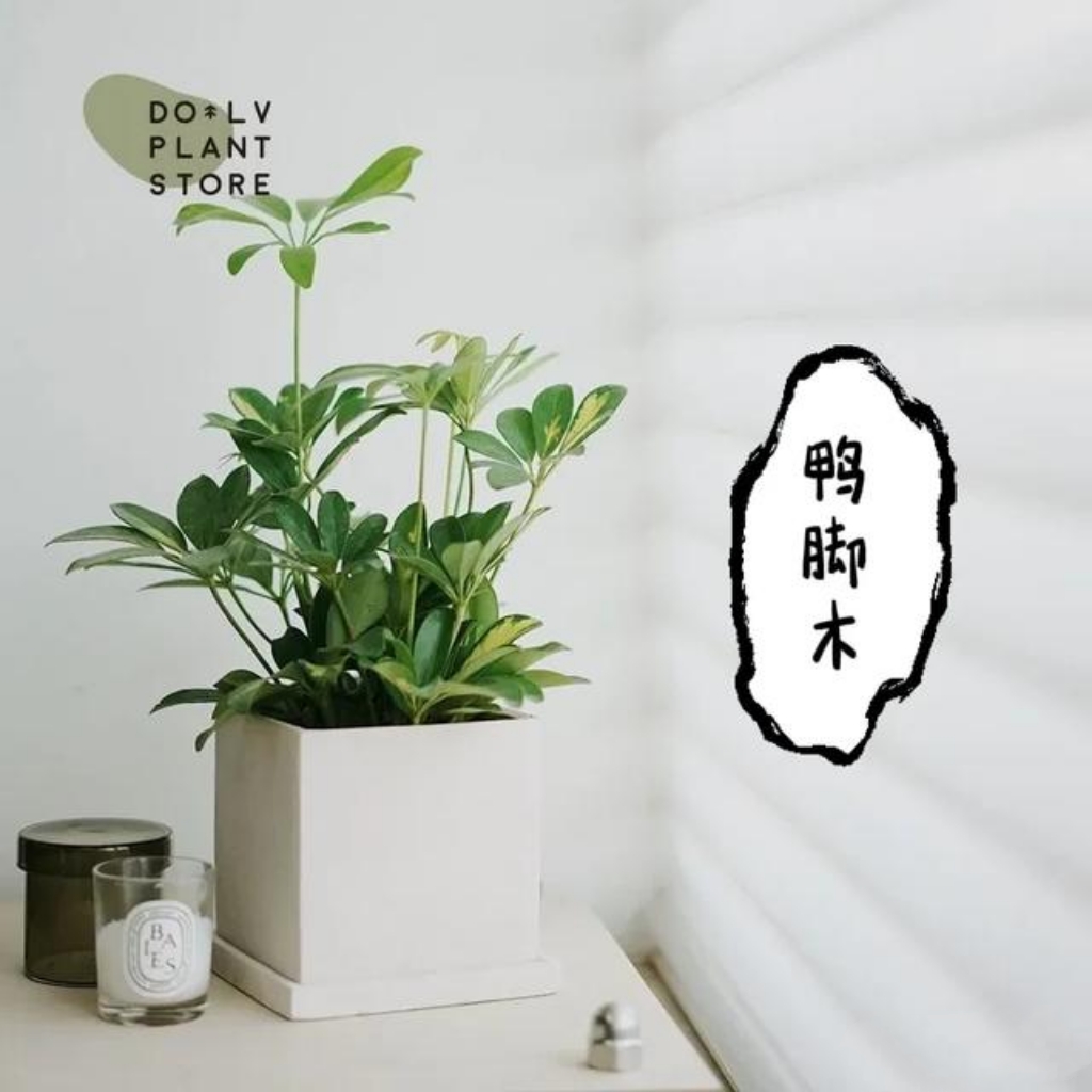 刚装修完房子,最适合放置哪些植物
