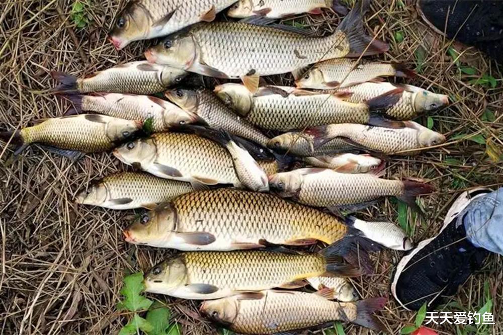 不是入秋鱼就好钓,注意4个变化规律,出钓百战百胜