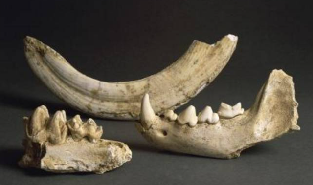 这8种“文玩” 建议大家碰都不要碰,玩久了,真的会倒大霉