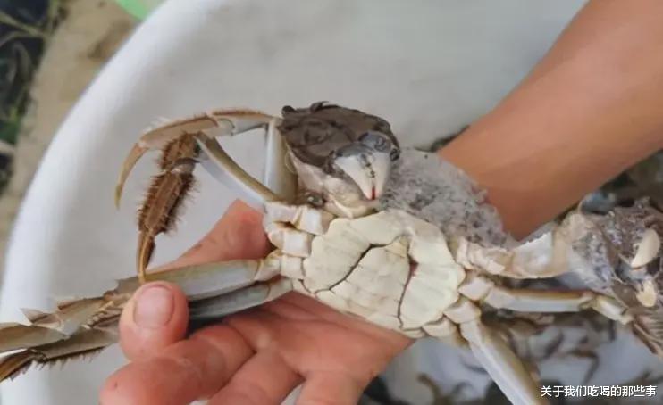 |买螃蟹，公蟹和母蟹区别大！牢记3买3不买，螃蟹个个新鲜顶盖肥