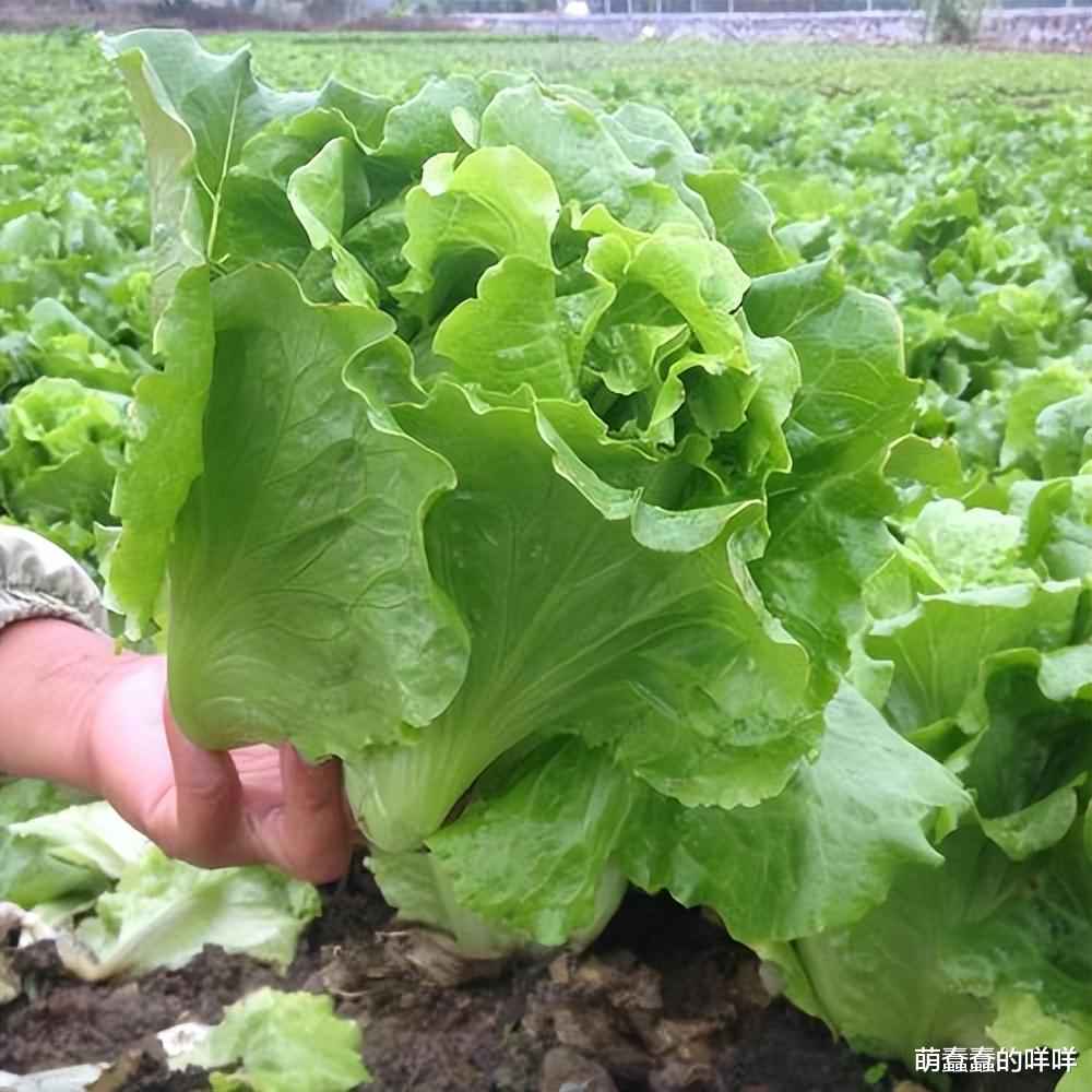 生菜|它是公认的“天然去油菜”,两天吃一次,保护视力,改善睡眠