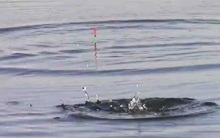 |越打窝越没鱼?补窝中也有门道,一不小心就无鱼可钓