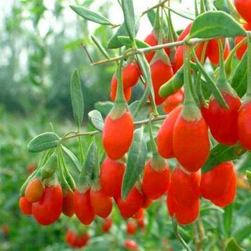 |枸杞国外被捧上天，枸杞面包卖到1000美元，老外：东方魔幻长寿果